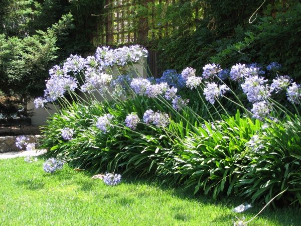 Are Agapanthus Toxic to Dogs
