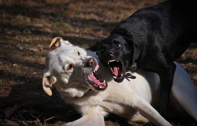 Are Akbash Dogs Aggressive