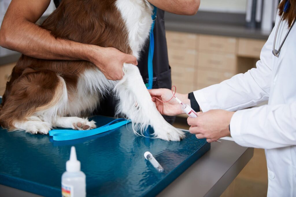 Can a Blood Test Detect Cancer in Dogs