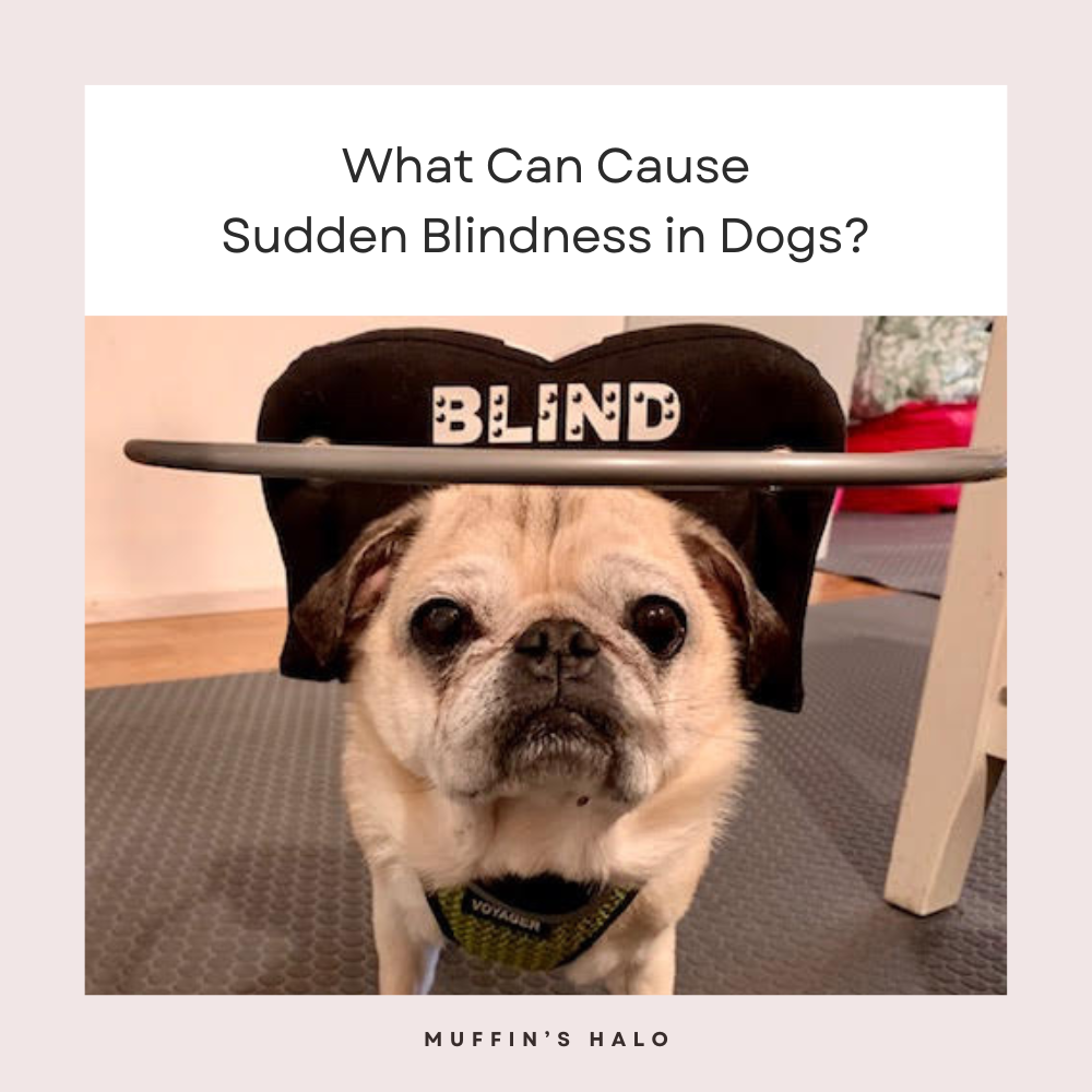 Can a Diabetic Dog Go Blind Overnight