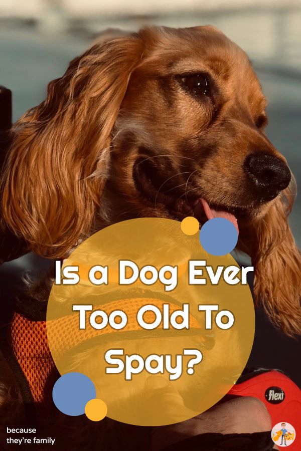 Can a Dog Be Too Old to Spay