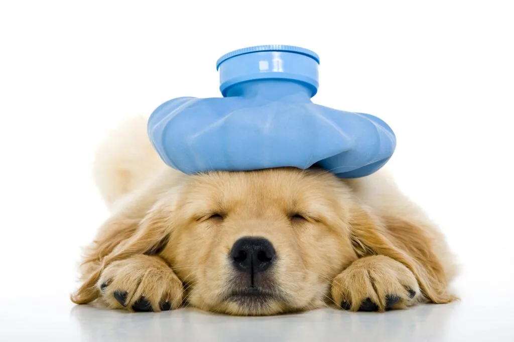 Can a Dog Catch the Human Flu