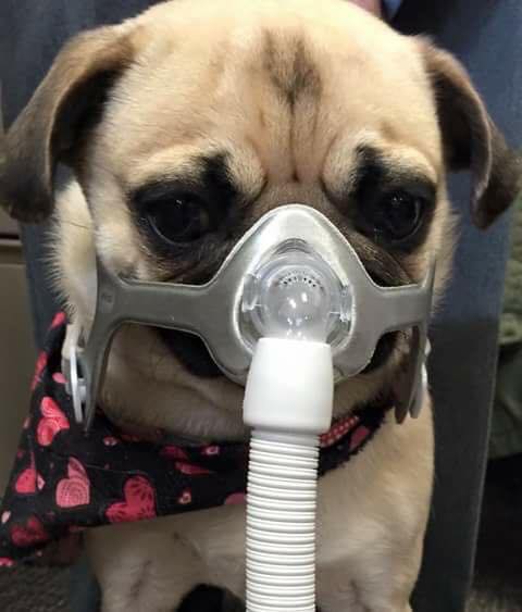 Can a Dog Die from Sleep Apnea