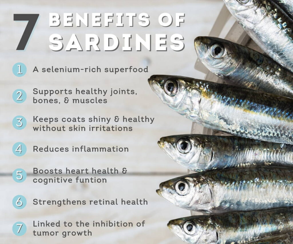 Are Canned Sardines Healthy for Dogs