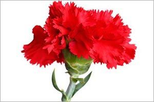 Are Carnations Poisonous to Dogs
