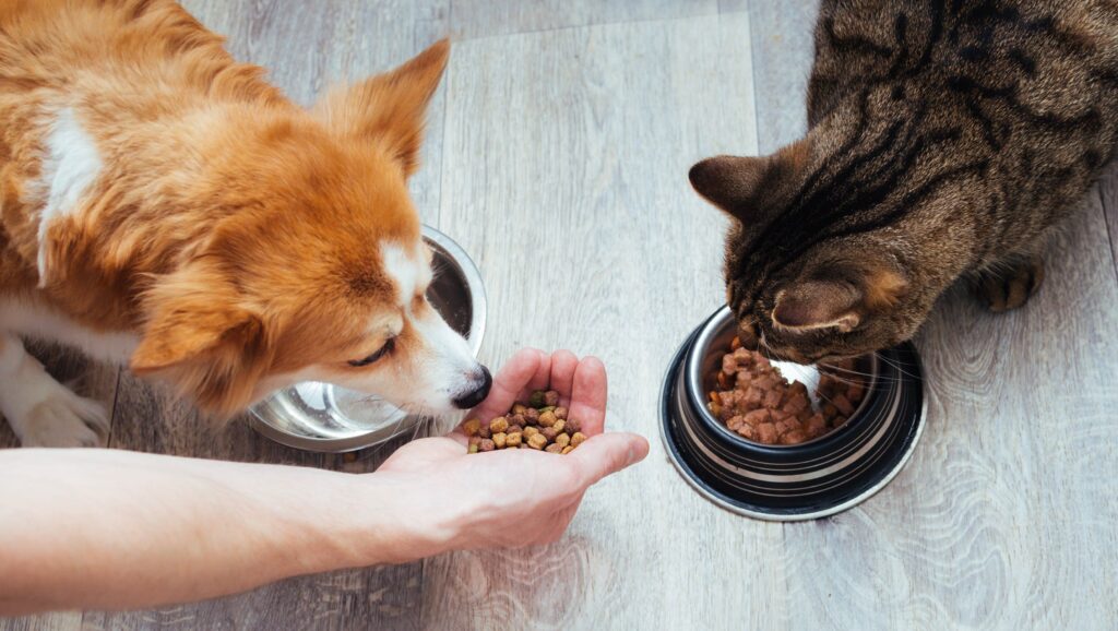 Are Cat Treats Safe for Dogs
