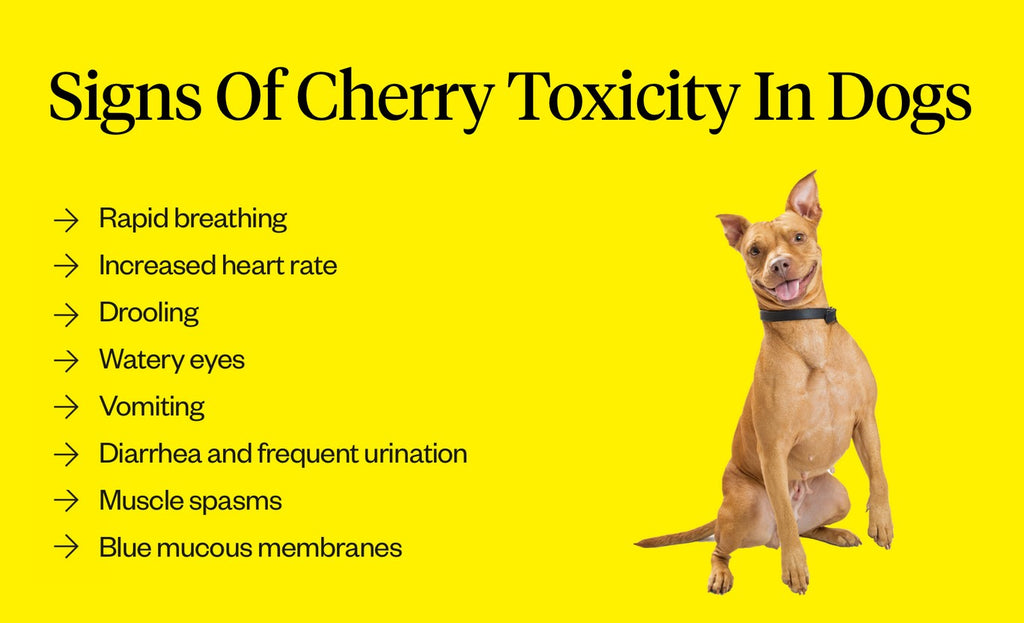 Are Cherry Seeds Bad for Dogs