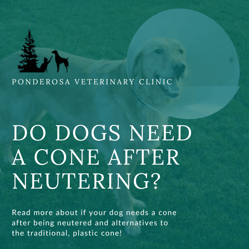 Can a Dog Eat before Being Neutered