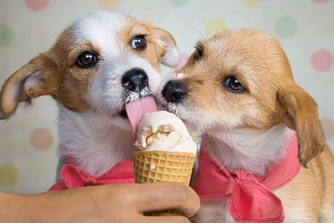 Can a Dog Eat Chocolate Ice Cream