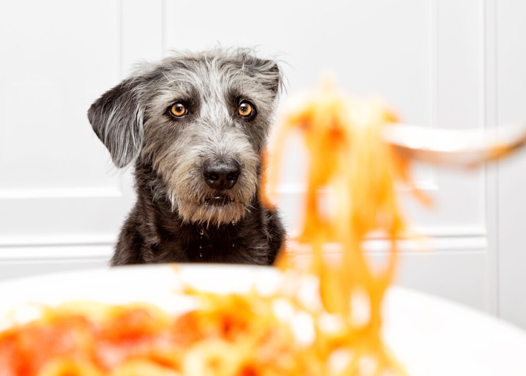 Can a Dog Eat Pasta