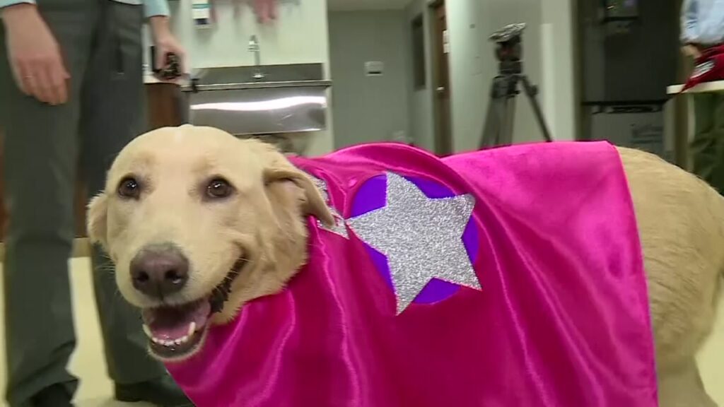 Can a Dog Get a Kidney Transplant