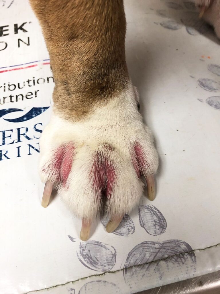 Can a Dog Get Athlete'S Foot