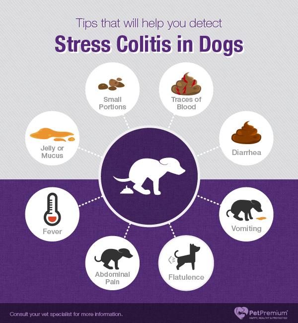 Can a Dog Get Diarrhea from Stress