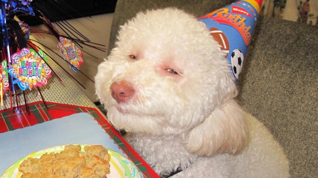 Can a Dog Get High