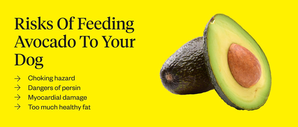 Can a Dog Have Avocado